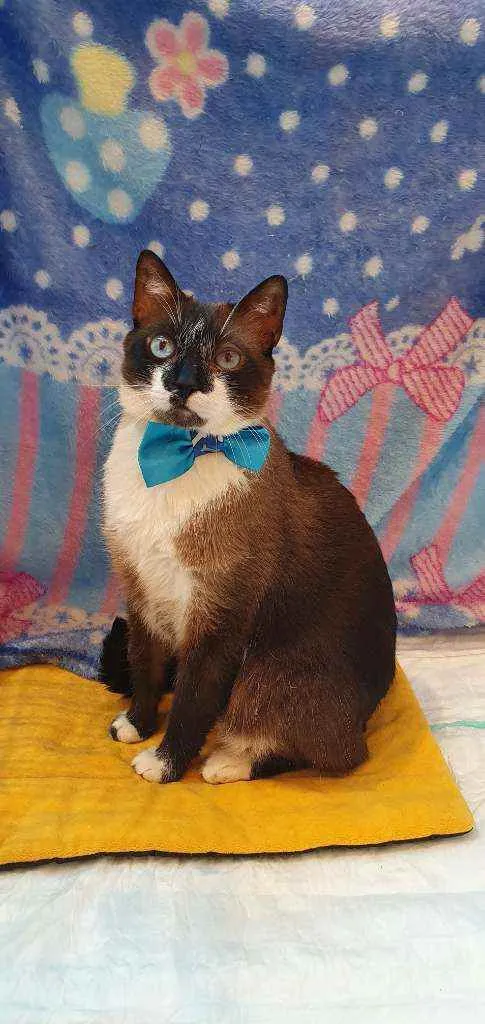 Gato ra a SRD  idade 1 ano nome JAMES 