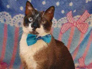 Gato raça SRD  idade 1 ano nome JAMES 