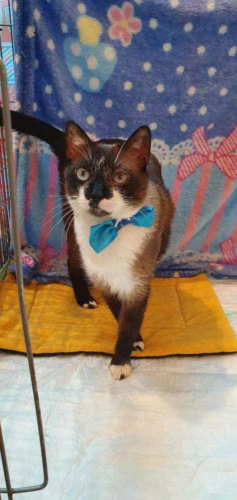 Gato ra a SRD  idade 1 ano nome JAMES 