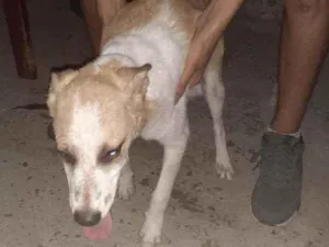 Cachorro raça Vira-lata misturado idade 7 a 11 meses nome Bily