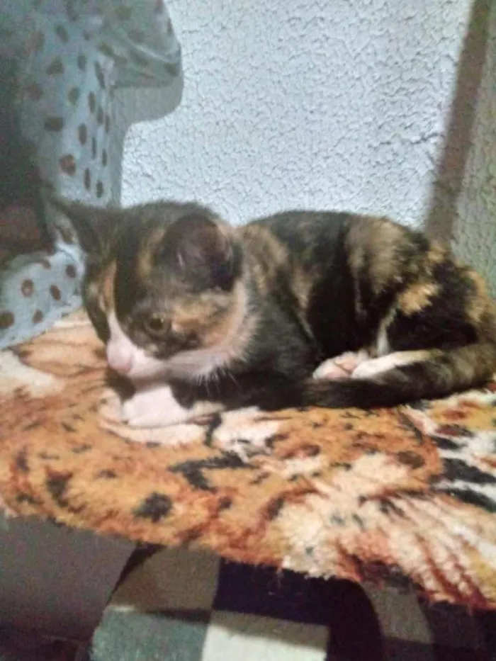 Gato ra a SRD idade 2 a 6 meses nome FLOR