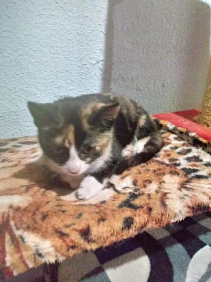 Gato ra a SRD idade 2 a 6 meses nome FLOR
