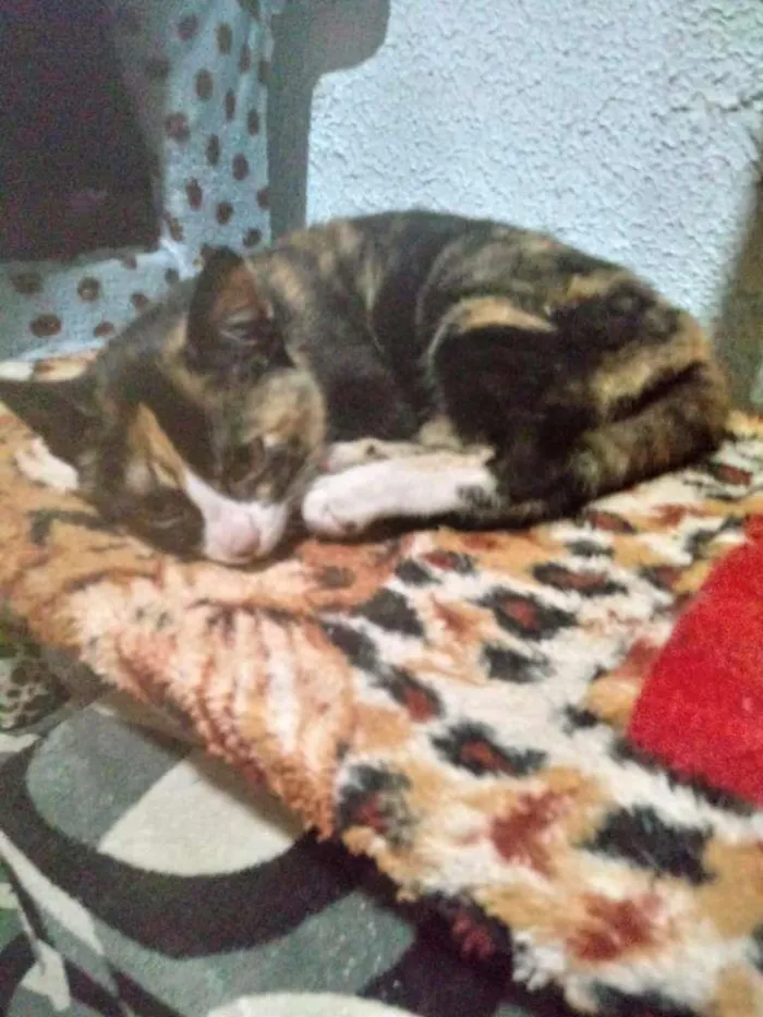 Gato ra a SRD idade 2 a 6 meses nome FLOR