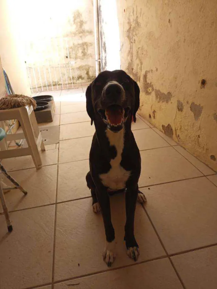 Cachorro raça Mestiça idade 1 ano nome Pantera e Lana 