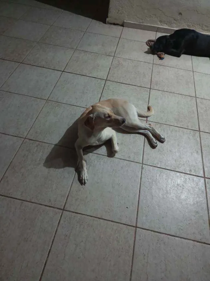 Cachorro raça Mestiça idade 1 ano nome Pantera e Lana 