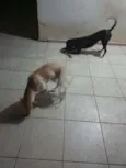 Pantera e Lana 