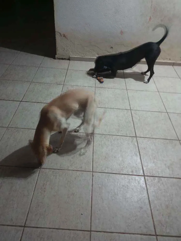 Cachorro raça Mestiça idade 1 ano nome Pantera e Lana 