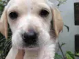 Cachorro raça SRD idade Abaixo de 2 meses nome Sem nome