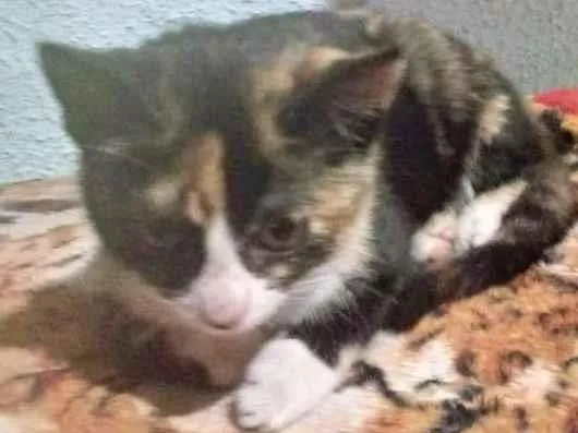 Gato ra a SRD idade 2 a 6 meses nome FLOR