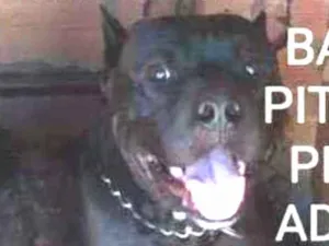 Cachorro raça Pitbull idade 6 ou mais anos nome Barão