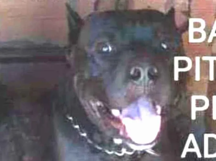 Cachorro ra a Pitbull idade 6 ou mais anos nome Barão