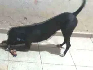 Cachorro raça Mestiça idade 1 ano nome Pantera e Lana 