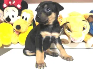 Cachorro raça SRD  idade Abaixo de 2 meses nome Sem Nome