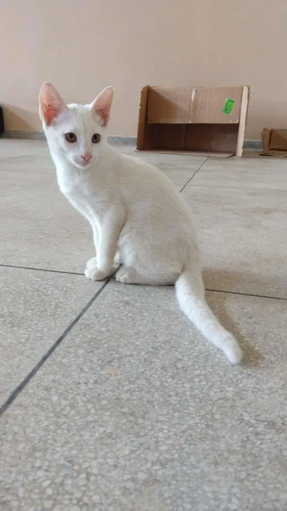 Gato raça SRD idade 1 ano nome JADE