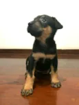 Cachorro raça  idade Abaixo de 2 meses nome Filhote