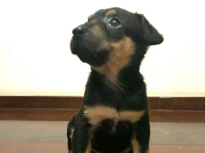 Cachorro raça  idade Abaixo de 2 meses nome Filhote
