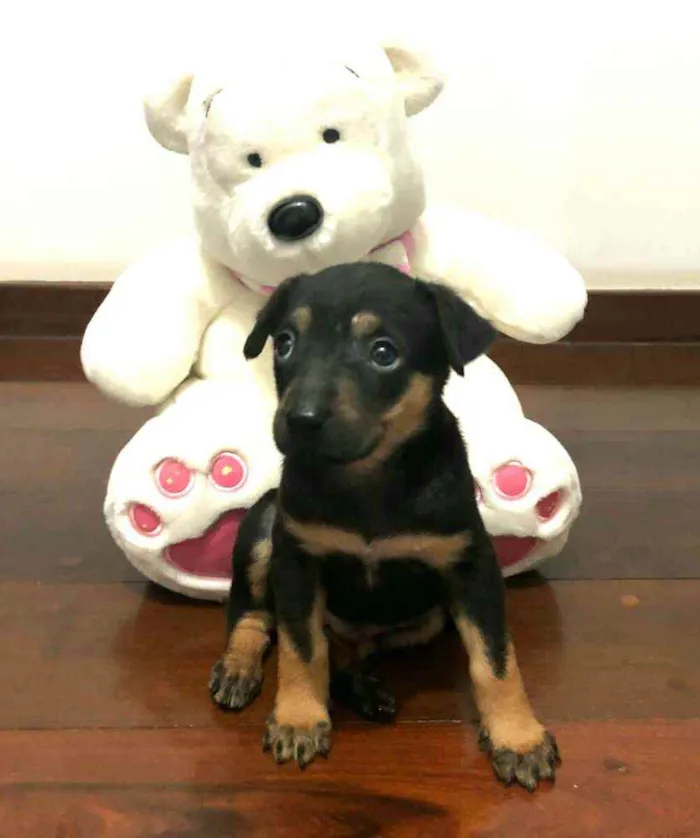 Cachorro raça  idade Abaixo de 2 meses nome Filhote