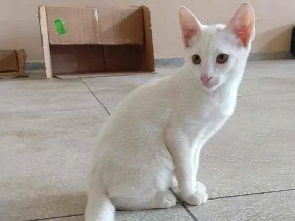 Gato raça SRD idade 1 ano nome JADE