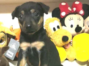 Cachorro raça  idade Abaixo de 2 meses nome Filhote