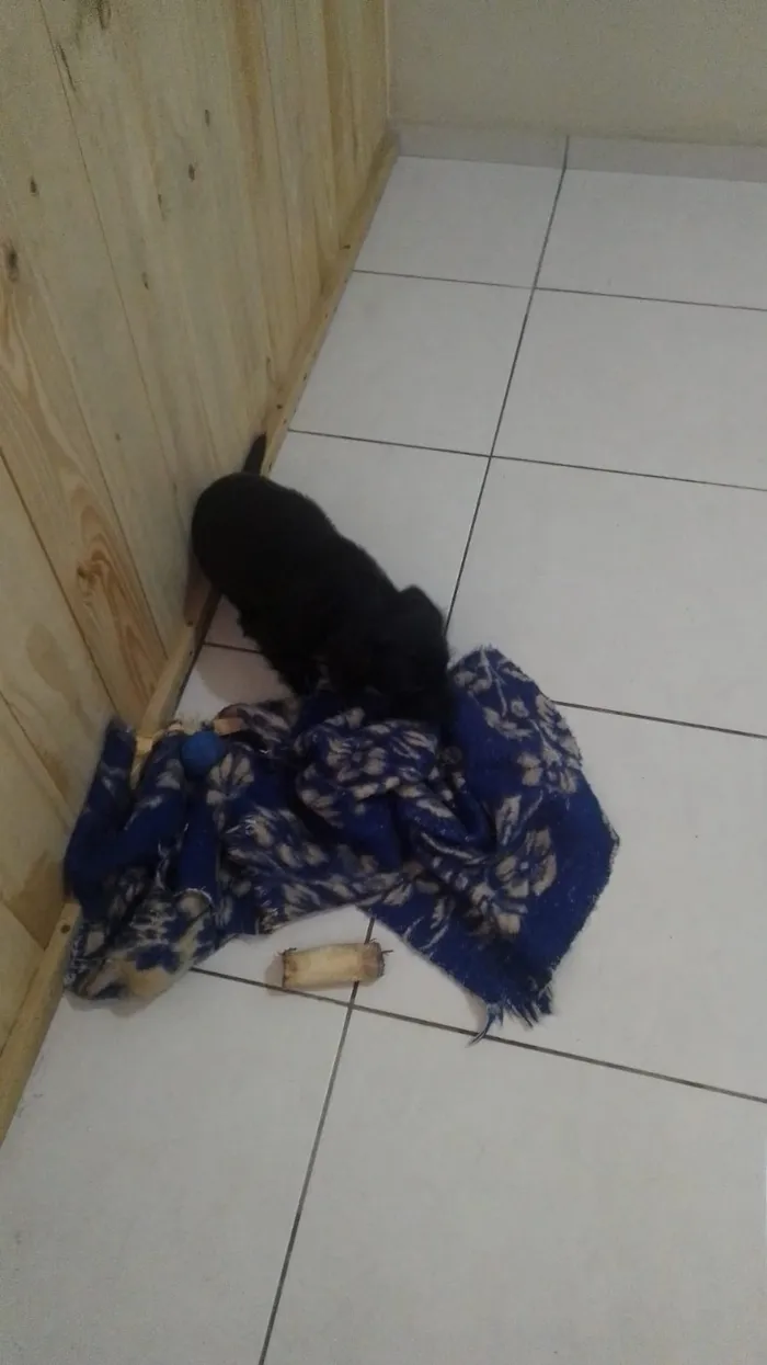 Cachorro ra a Viralata idade 2 a 6 meses nome Lupy