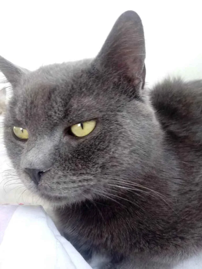 Gato raça Cinza blue  idade 1 ano nome Plumb 