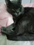 Gato raça Cinza blue  idade 1 ano nome Plumb 