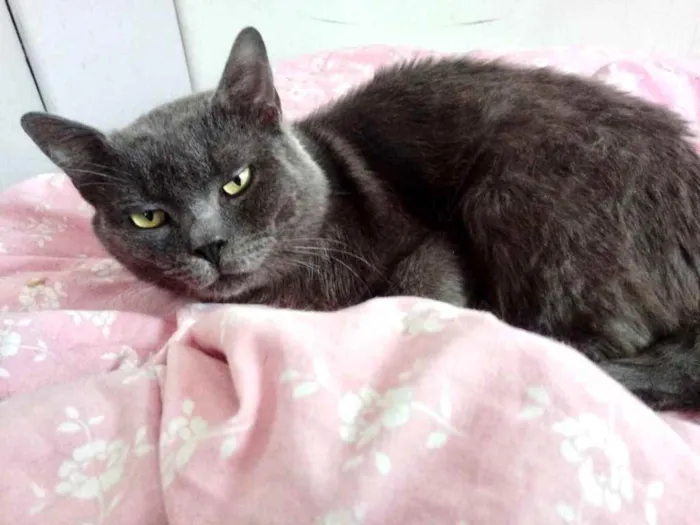 Gato raça Cinza blue  idade 1 ano nome Plumb 