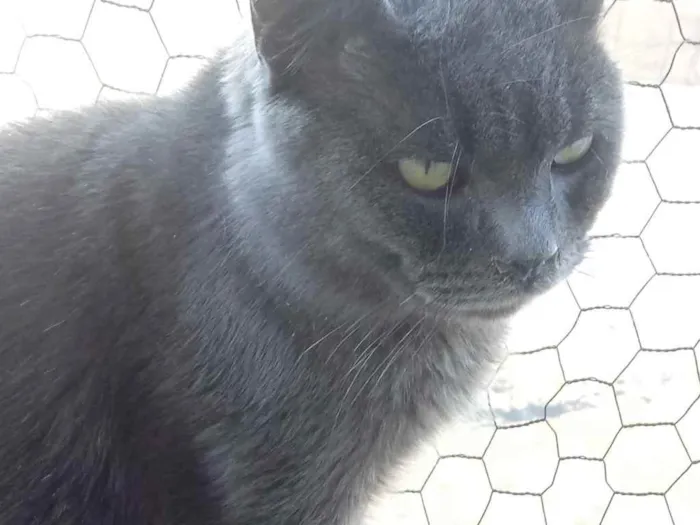 Gato raça Cinza blue  idade 1 ano nome Plumb 