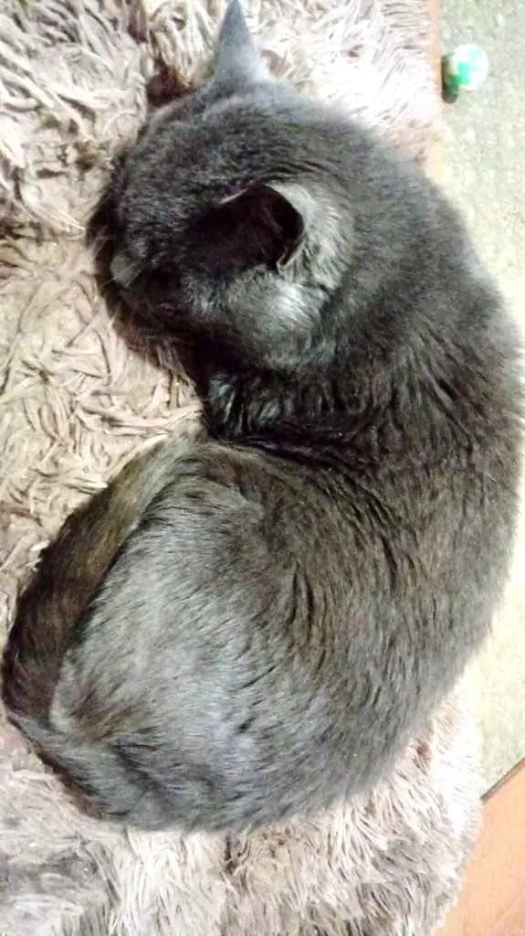 Gato raça Cinza blue  idade 1 ano nome Plumb 