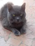 Gato raça Cinza blue  idade 1 ano nome Plumb 