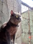 Gato raça Cinza blue  idade 1 ano nome Plumb 