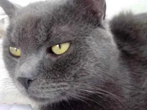 Gato raça Cinza blue  idade 1 ano nome Plumb 
