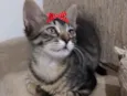 Maya