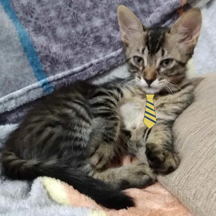 Gato ra a Mestiço  idade 2 a 6 meses nome Nino 