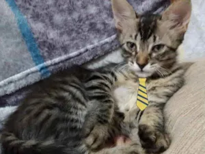 Gato raça Mestiço  idade 2 a 6 meses nome Nino 