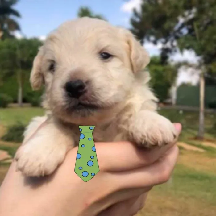 Cachorro ra a Mestiço  idade 2 a 6 meses nome Apólo 