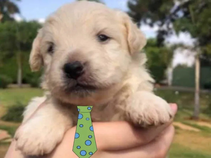 Cachorro ra a Mestiço  idade 2 a 6 meses nome Apólo 