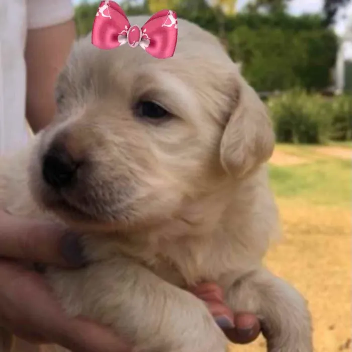 Cachorro ra a Mestiça  idade 2 a 6 meses nome Sofia 