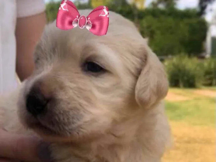Cachorro ra a Mestiça  idade 2 a 6 meses nome Sofia 