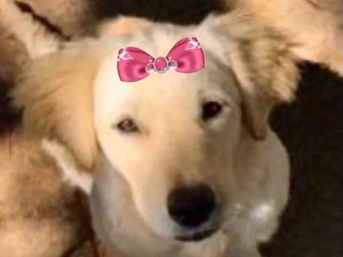 Cachorro ra a Mestiça  idade 2 a 6 meses nome Mia 