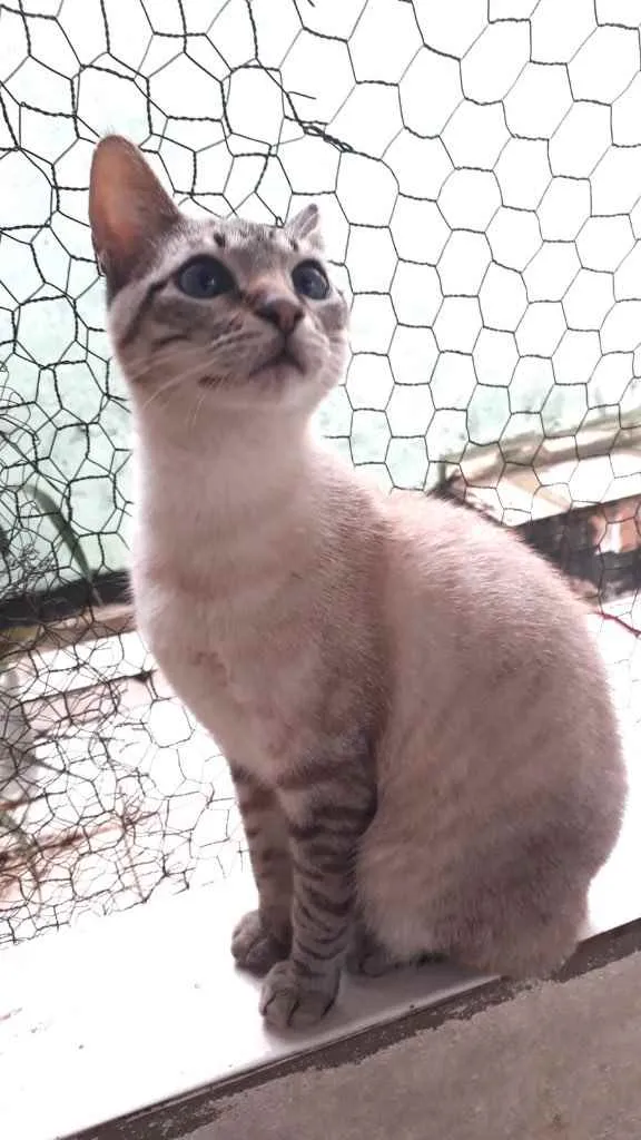 Gato raça Srd idade 2 a 6 meses nome Biscoito 