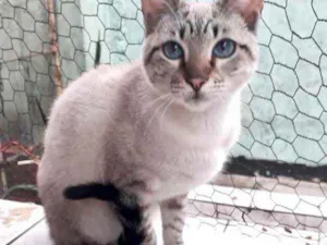 Gato raça Srd idade 2 a 6 meses nome Biscoito 