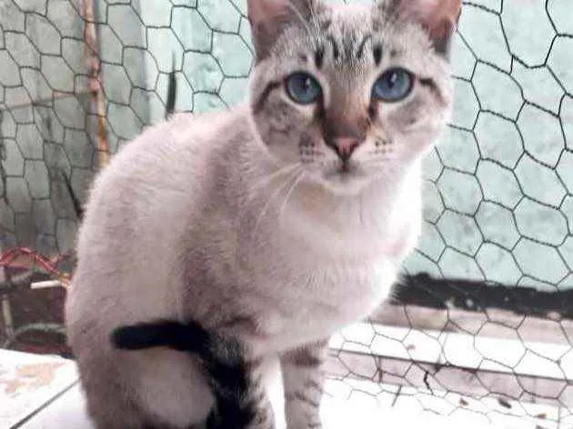 Gato raça Srd idade 2 a 6 meses nome Biscoito 