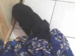 Cachorro raça Viralata idade 2 a 6 meses nome Lupy