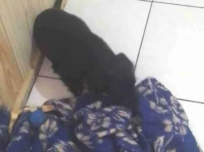 Cachorro ra a Viralata idade 2 a 6 meses nome Lupy