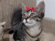 Maya