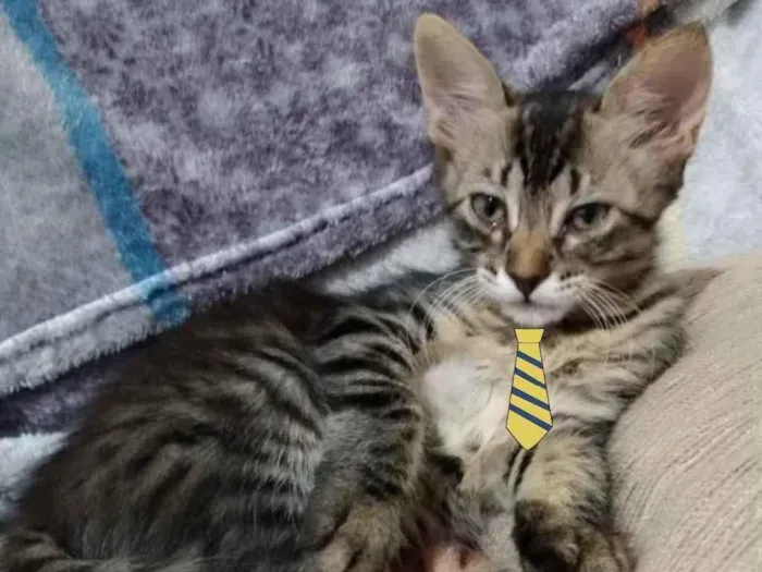 Gato ra a Mestiço  idade 2 a 6 meses nome Nino 