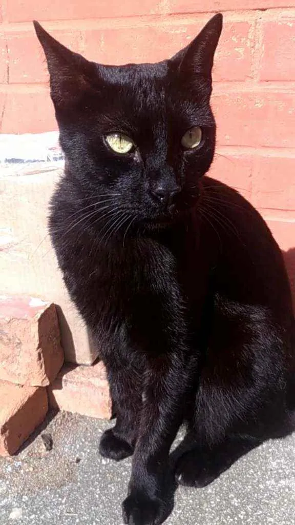 Gato ra a Srd idade 2 anos nome Jack