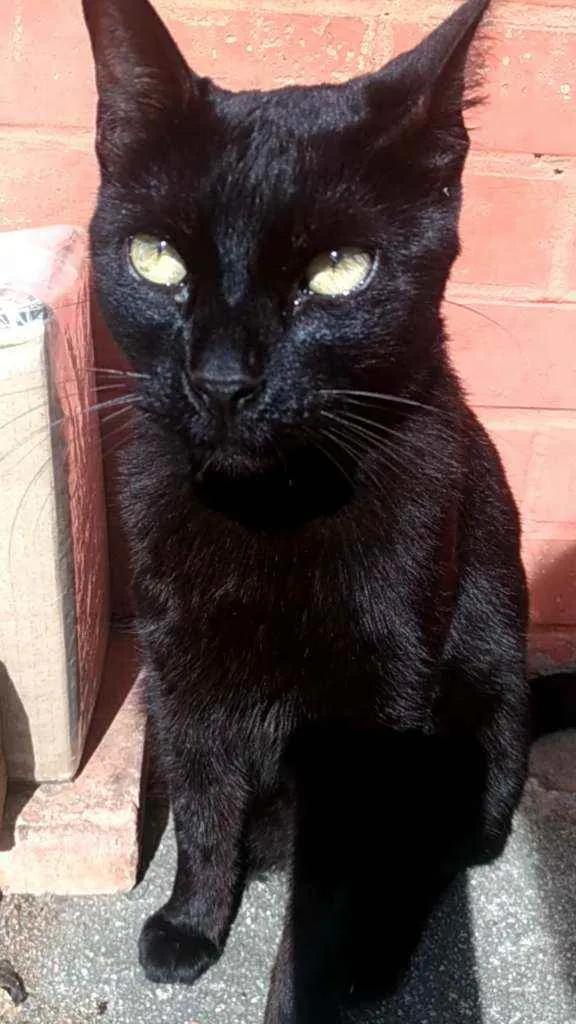 Gato ra a Srd idade 2 anos nome Jack