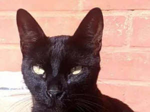 Gato raça Srd idade 2 anos nome Jack
